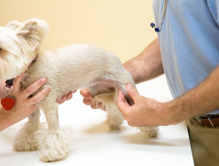 Veterinary Orthopedic Manipulation